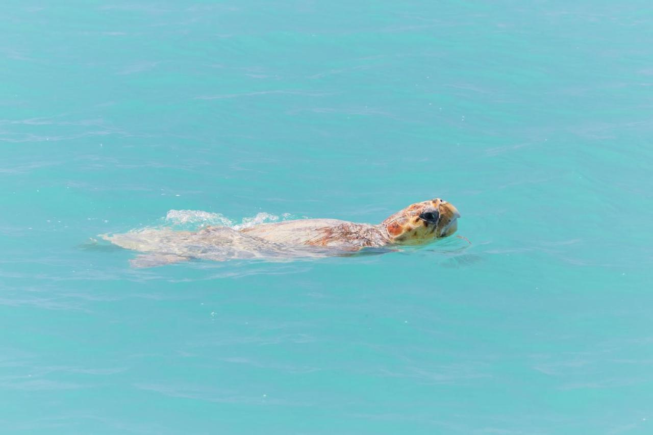 Rac Monkey Mia Dolphin Resort Εξωτερικό φωτογραφία